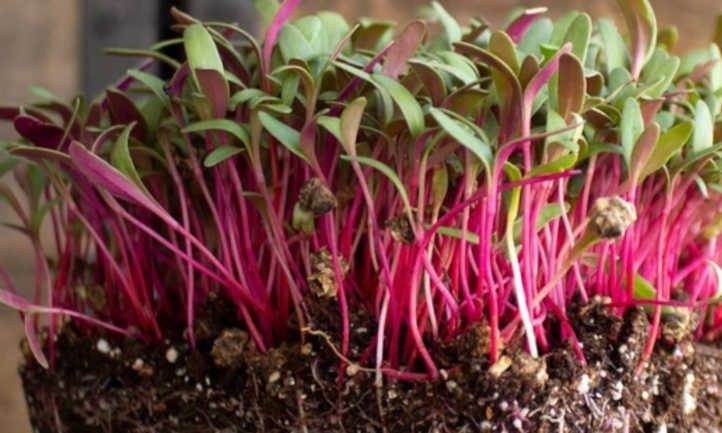 BITOLA ROSA PER MICROGREENS GR.50